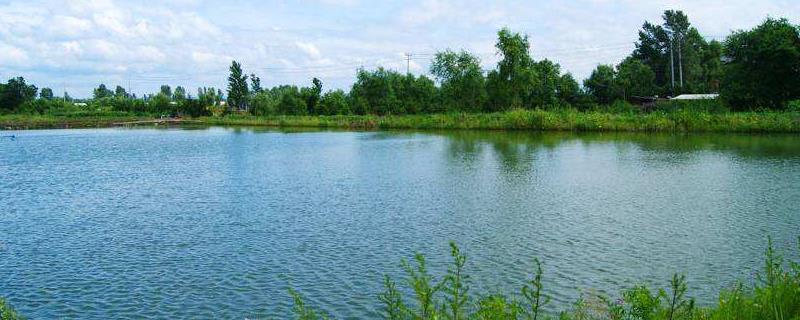 鱼塘水变浓绿怎么处理,是什么原因引起的