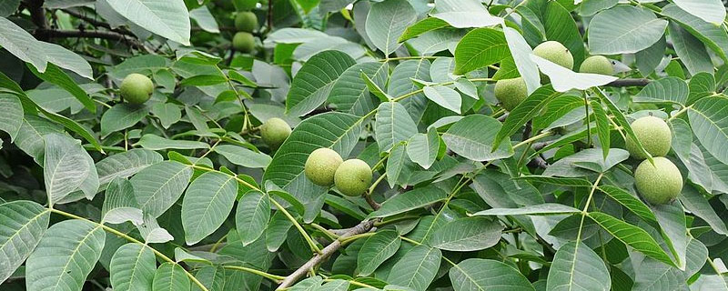 核桃树什么时候修剪好