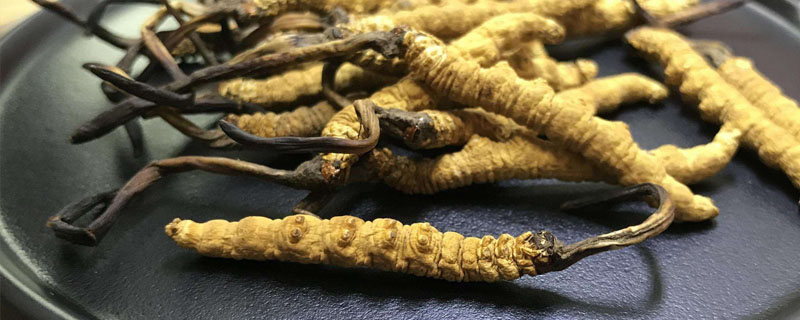 虫草可以养殖吗