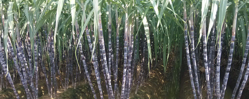 甘蔗几月种植