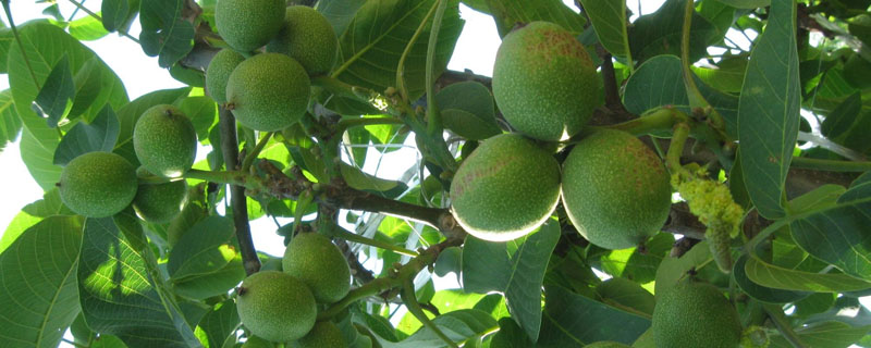 核桃树春季什么时候开始修剪