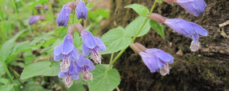 黄芩苗前用什么除草剂
