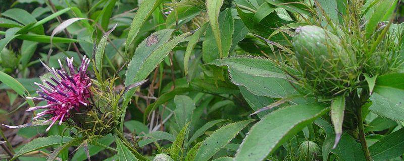 白术和苍术的区别