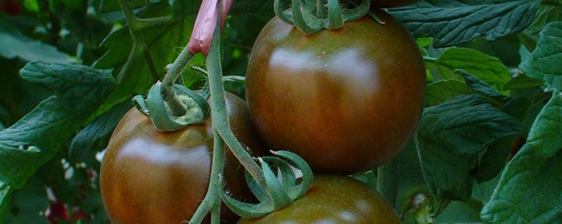 黑番茄种子哪里有售