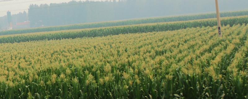 作物抗逆性包括哪些