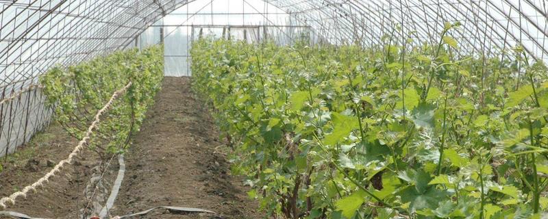 作物微量元素的作用