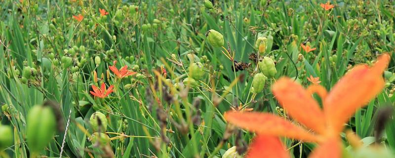 作物吸收的氮素形态主要是