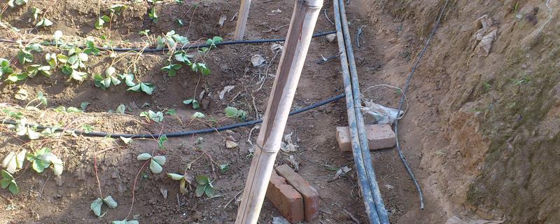 农作物滴灌滴水要多久