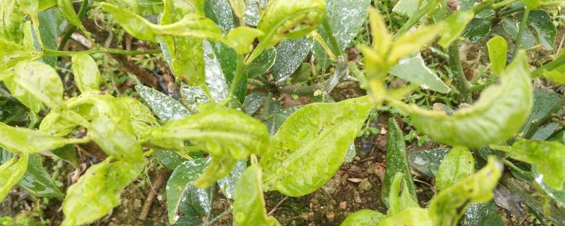 农作物药害怎么处理