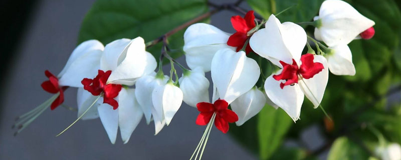 花卉龙吐珠叶子黄是什么原因