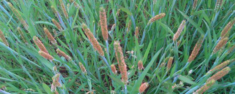 看麦娘草用什么除草剂