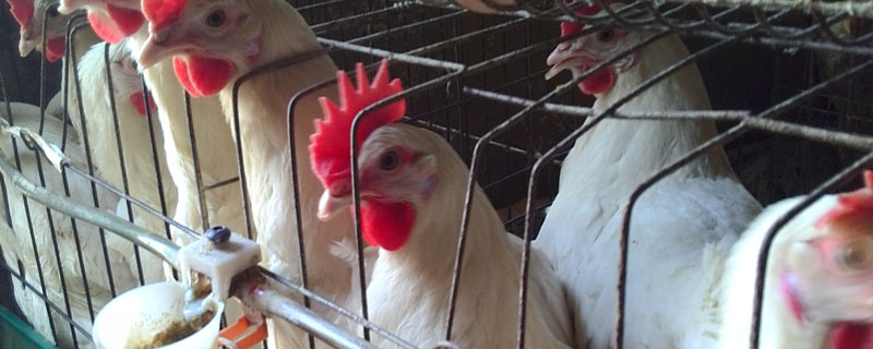 粉壳蛋鸡品种介绍