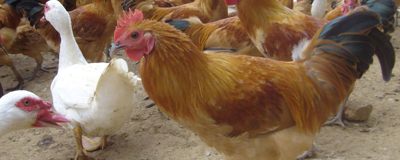 现代养禽业的特点