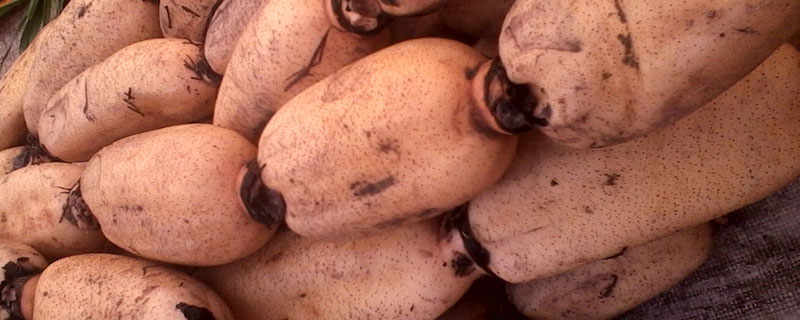 莲藕怎么种植简单方法藕种苗