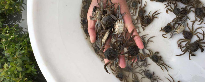 蟹苗下塘上岸什么原因