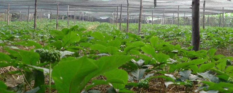 西洋参种植生长周期