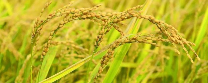 亚洲水稻种植业的特点