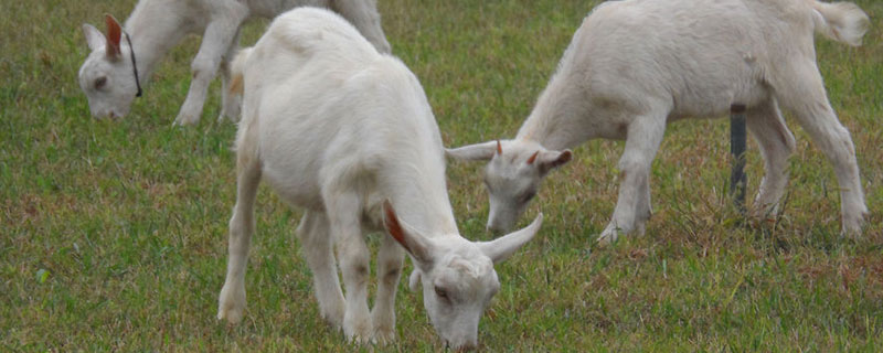 怎么让小羊吃开口料
