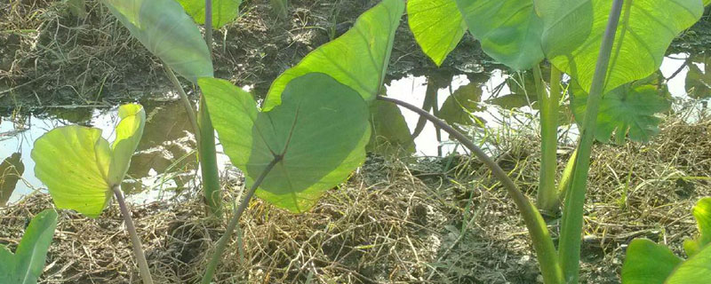 芋头田可以用什么除草剂