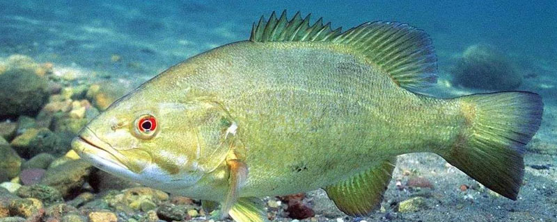 人工养殖鲈鱼喂什么