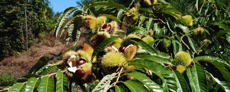 望谟县板栗种植的有利条件