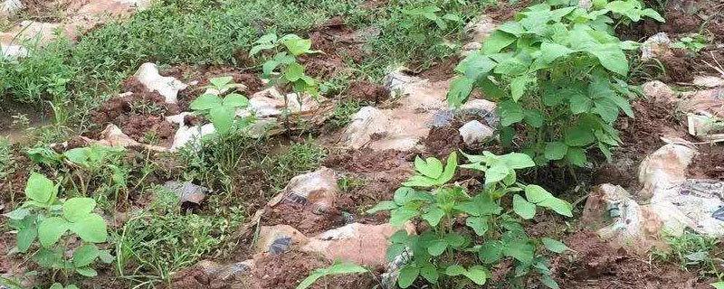 安豆203品种介绍