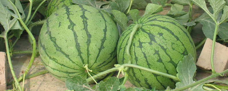西瓜苗移栽后几天缓苗