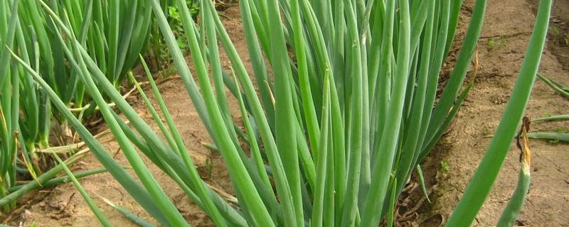 春天育葱苗最佳时间
