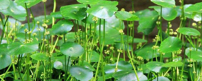 金钱草图片养殖方法