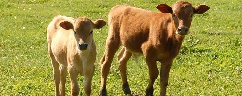 如何给犊牛喂好初乳