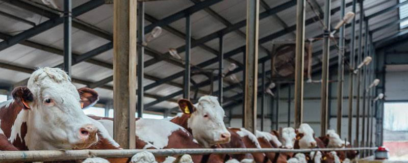 智能养牛场主要设备