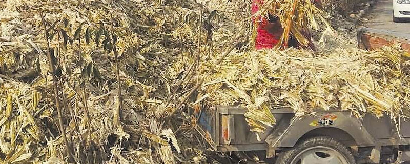 甘蔗渣发酵喂牛技术