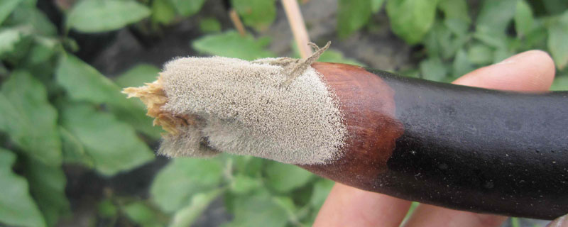 灰霉病农药最佳配方