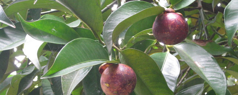 广东种植山竹会结果吗