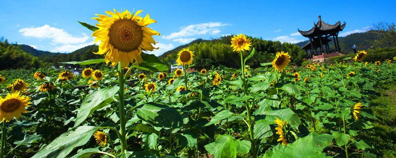 葵花籽种植时间和方法
