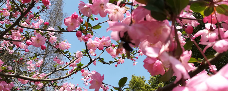 桃树花期到什么时候能喷农药