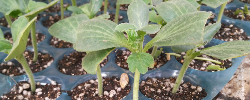 怎样培育冬瓜苗