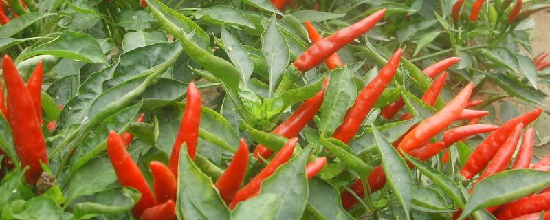 朝天椒种植株距行距