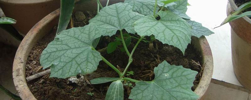 丝瓜怎么种植才能出苗