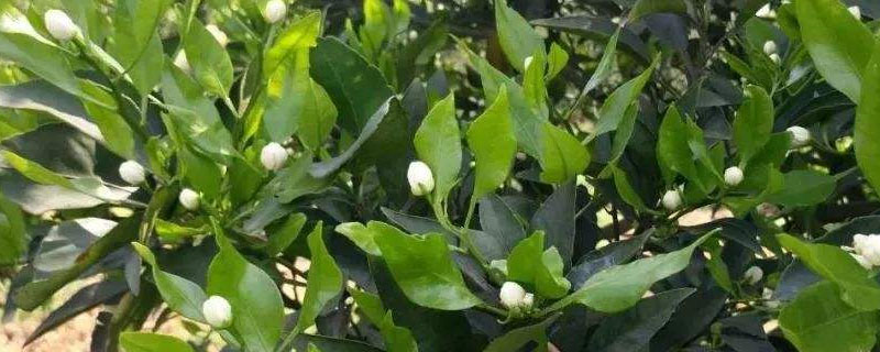 柑橘谢花后施什么肥