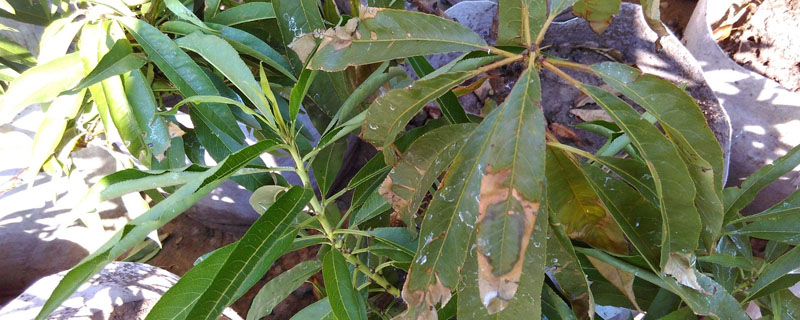 黄叶病喷什么农药