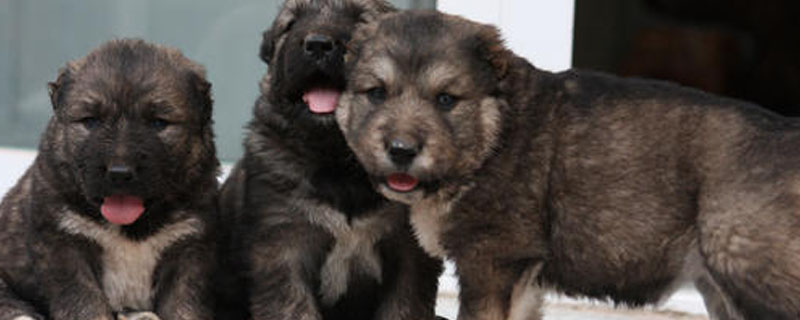 在农村养殖肉狗需要什么证件