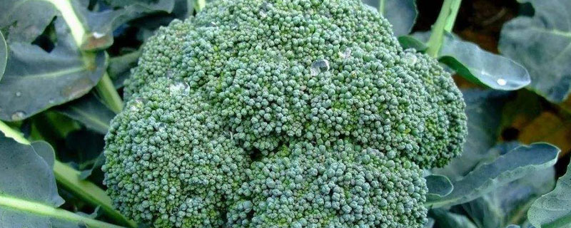 西兰花种植时间和方法