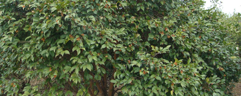 油茶树施什么肥长得快