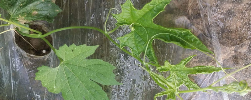 芸苔素能解肥害