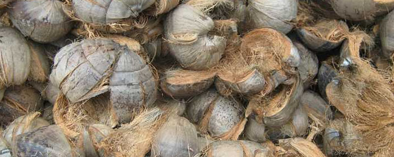 椰子皮可以做肥料吗