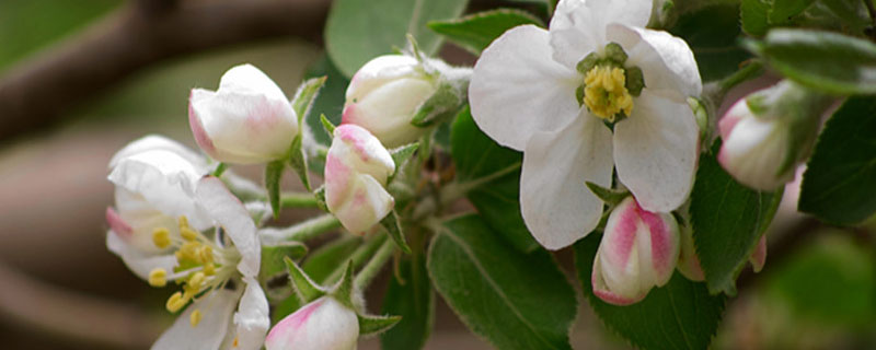 花期为什么不能打药