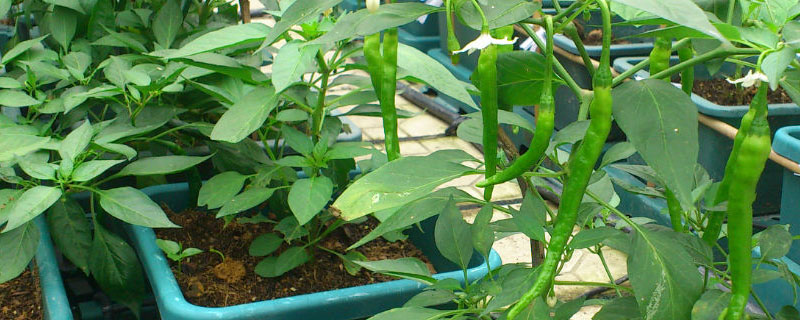 辣椒种植方法
