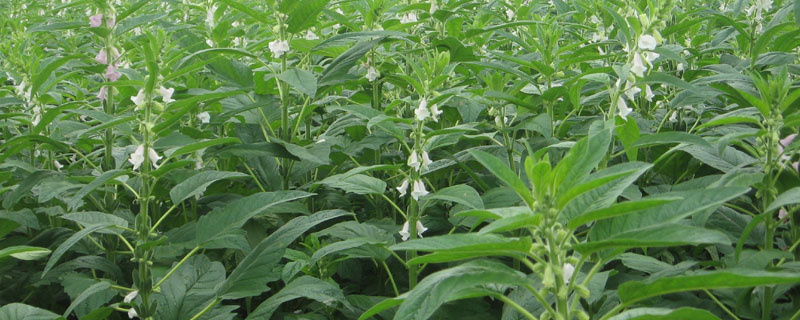 过期的芝麻怎么沤肥