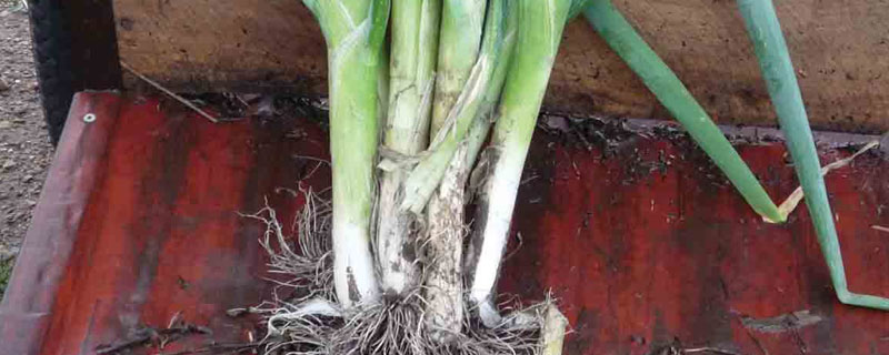 葱根怎么种植